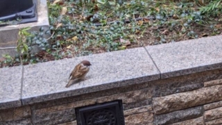 Thumbnail of post image 127